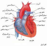 طرح جابربن حیان در مورد دستگاه گردش خون قلب
