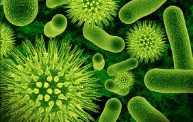 siano-bakteri[www.RDaneshjoo.ir]